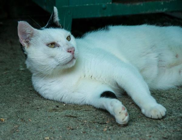 Il nostro gatto Sabino ha un nuovo tetto, un tetto coibentato, che non farà passare il caldo d'estate e lo riparerà dalle intemperie in inverno. Eh si perchè il vecchio tetto era fatto con vecchie lamiere pure bucate e ci pioveva dentro.
Noi abbiamo acquistato il materiale ma eseguire questo lavoro sarebbe stato molto difficile, diciamo quasi impossibile.
Ed è qui che entrano in gioco due giovani ragazzi, Matteo Trenti e Manuel Rossi che ci hanno fatto questo bel regalo, stando un giorno e mezzo a tagliare, forare, imbullonare il nuovo tetto. E lo hanno fatto donando il loro tempo, le loro competenze e la loro maestria agli animali più sfortunati della nostra città.